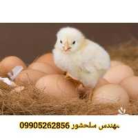 فروش تخم مرغ گوشتی در گروه انواع تخم ها در یکمیوه