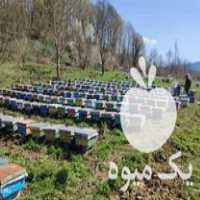 فروش زنبورعسل در لاهیجان در گروه خرید و فروش زنبورعسل در یکمیوه