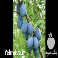 قیمت خرید نهال آلو خاکی در اصفهان در گروه خرید و فروش نهال در یکمیوه