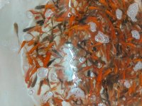 ماهی قرمز در گروه انواع ماهی - سالمون شیر کپور قرمز شوریده سفید گوپی مرکب در یکمیوه