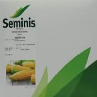 بذر ذرت مسنجر در گروه خرید فروش بذر - انواع محصول کشاورزی گوجه کتان میوه درخت در یکمیوه