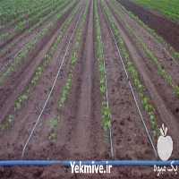 قیمت خرید طراحی سیستم آبیاری قطره ای و اجرای سیستم آبیاری در گروه خرید و فروش اتصالات و تجهیزات آبیاری در یکمیوه