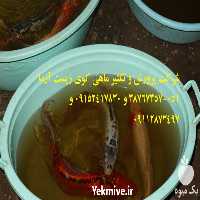 فروش انواع ماهی کوی در سایزهای مختلف در گروه خرید و فروش ماهی کوی در یکمیوه