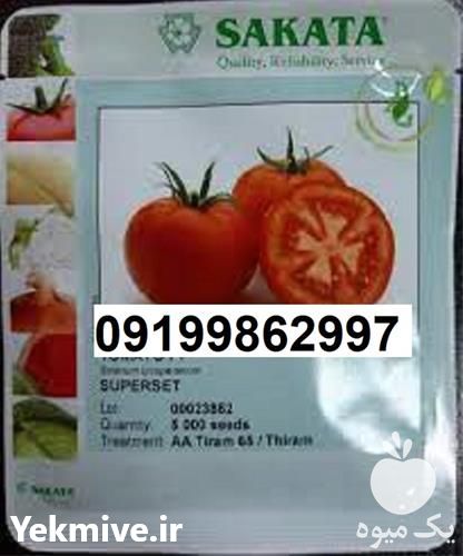 قیمت بذر گوجه فرنکی ساکاتا پرفروش اصل در کرمان  در گروه خرید و فروش بذر گوجه در یکمیوه -عکس1