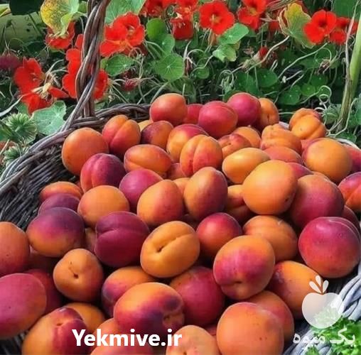 نهال زردآلو فروش نهال در ایلام در گروه خرید و فروش نهال در یکمیوه -عکس1