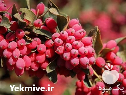 فروش نهال زرشک بیدانه در اصفهان در گروه خرید و فروش نهال زرشک در یکمیوه -عکس1