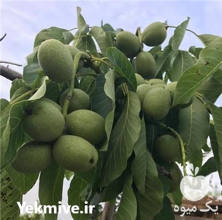 قیمت خرید نهال گردو کانادایی در گروه خرید و فروش نهال گردو در یکمیوه -عکس1