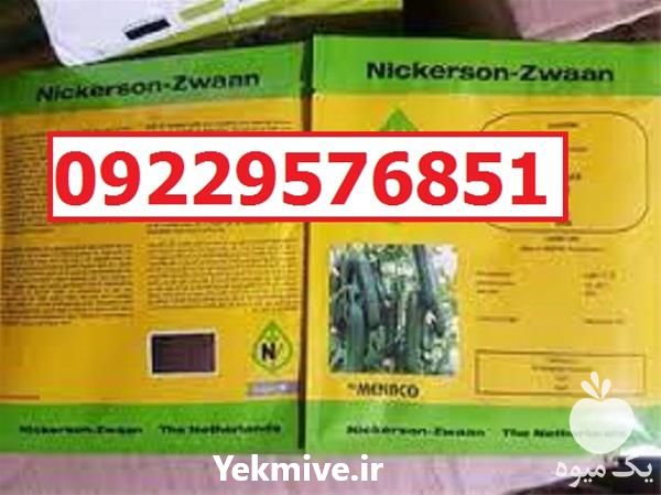 سفارش بذر خیار کیهان پرفروش اصل در تهران در گروه خرید و فروش بذر خیار در یکمیوه -عکس1