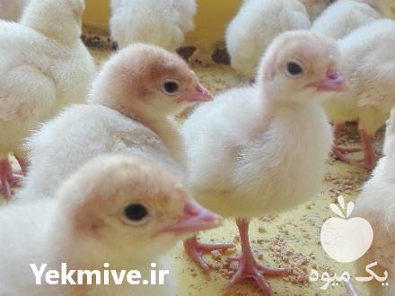 فروش جوجه بوقلمون بیوتی در هشتگرد در گروه مرغ و خروس و بوقلمون و اردک قو قاز در یکمیوه -عکس1