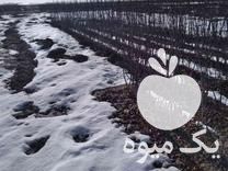 فروش انواع نهال میوه و بادام و گردو در اصفهان در گروه خرید و فروش نهال میوه در یکمیوه -عکس1