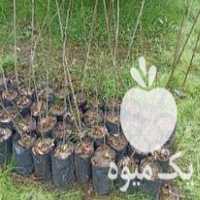 قیمت خرید نهال گلدانی خرمالو وحشی آماده پیوند در گتاب در گروه خرید و فروش نهال خرمالو در یکمیوه