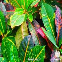 فروش گیاه سانسوریا در گروه خرید و فروش گیاهان زینتی در یکمیوه