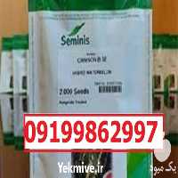 قیمت خرید قیمت بذر هندوانه B 32 پربار در گروه خرید و فروش بذر هندوانه در یکمیوه