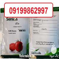 فروش بذر گوجه فرنگی بریویو در گروه خرید و فروش بذر گوجه در یکمیوه