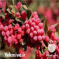 فروش نهال زرشک بیدانه در اصفهان در گروه خرید و فروش نهال زرشک در یکمیوه