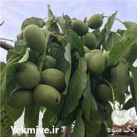 قیمت خرید نهال گردو کانادایی در گروه خرید و فروش نهال گردو در یکمیوه