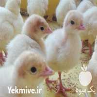 فروش جوجه بوقلمون بیوتی در هشتگرد در گروه مرغ و خروس و بوقلمون و اردک قو قاز در یکمیوه