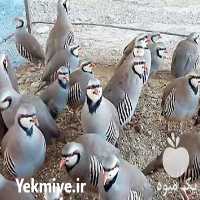 قیمت خرید کبک آماده کشتار در گروه خرید و فروش انواع پرنده در یکمیوه