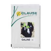 قیمت خرید بذر بادمجان لامپی گالین در کرمان  در گروه خرید و فروش بذر بادمجان در یکمیوه