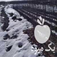 فروش انواع نهال میوه و بادام و گردو در اصفهان در گروه خرید و فروش نهال میوه در یکمیوه