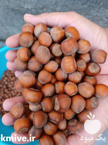 قیمت خرید فندق خام بدون ترک در رودسر در گروه خرید و فروش فندق در یکمیوه -عکس1