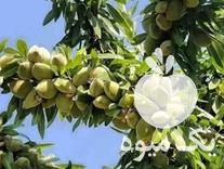 فروش نهال درخت کرمان در گروه خرید و فروش نهال درخت در یکمیوه -عکس1