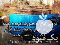 قیمت خرید نهال پیوندی اصلاح شده زودبازده در اصفهان در گروه خرید و فروش نهال اصلاح شده در یکمیوه -عکس1