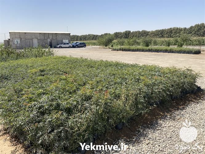 خرید نهال پسته هیبریدی در اصفهان در گروه خرید و فروش نهال پسته در یکمیوه -عکس1