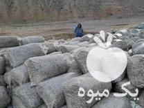 قیمت خرید ذرت علوفه ای پردان فله و بسته بندی در زنجان در گروه خرید و فروش ذرت در یکمیوه -عکس1