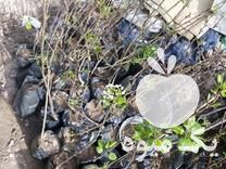 فروش نهال گلابی اسپادانا پیش رس هلو سیب الو در مشهد در گروه خرید و فروش نهال گلابی در یکمیوه -عکس1