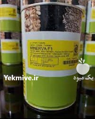 بذر پیاز مینروا در گروه خرید فروش بذر - انواع محصول کشاورزی گوجه کتان میوه درخت در یکمیوه -عکس1