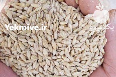 جو گندم ذرت یونجه علوفه در آبیک در گروه خرید فروش عمده گندم و جو - بلغور شیرازی فروش عمده محصول کشاورزی در یکمیوه -عکس1