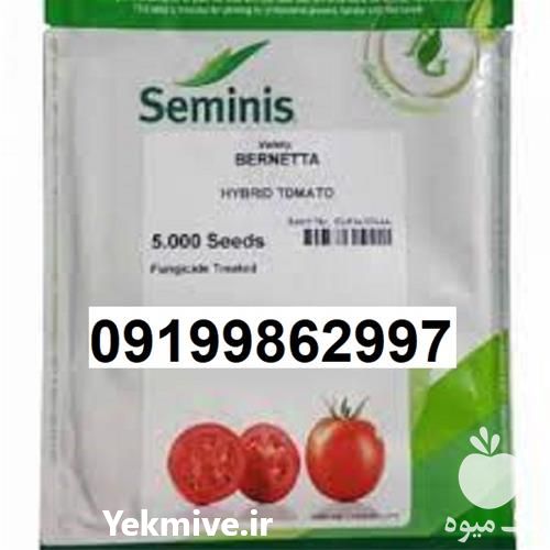 بذر گوجه فرنگی برنتا پر فروش اصل با قیمت مناسب در خوزستان در گروه خرید و فروش بذر گوجه در یکمیوه -عکس1