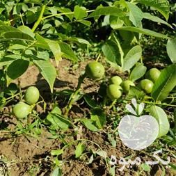 فروش نهال گردو ژنوتیپ با بهترین قیمت در هرمز در گروه خرید و فروش نهال گردو در یکمیوه -عکس1