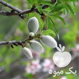 نهال بادام دیرگل پربار و پرفروش در گروه خرید و فروش نهال بادام در یکمیوه -عکس1
