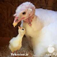 فروش تخم بوقلمون نطفه دار گوشتی در تهران در گروه انواع تخم ها در یکمیوه