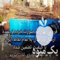 قیمت خرید نهال پیوندی اصلاح شده زودبازده در اصفهان در گروه خرید و فروش نهال اصلاح شده در یکمیوه