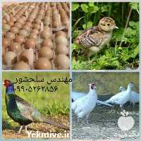 فروش تخم قرقاول در اردبیل در گروه انواع تخم ها در یکمیوه