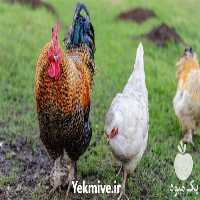 آگهی مشابه قیمت خرید خروس گوشتی در گروه مرغ و خروس و بوقلمون و اردک قو قاز در یکمیوه