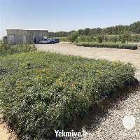 خرید نهال پسته هیبریدی در اصفهان در گروه خرید و فروش نهال پسته در یکمیوه