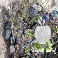 فروش نهال گلابی اسپادانا پیش رس هلو سیب الو در مشهد در گروه خرید و فروش نهال گلابی در یکمیوه