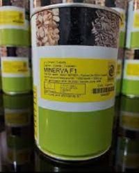 بذر پیاز مینروا در گروه خرید فروش بذر - انواع محصول کشاورزی گوجه کتان میوه درخت در یکمیوه