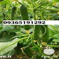 بذر خیار ویدا پر فروش بازار در خراسان رضوی در گروه خرید و فروش بذر خیار در یکمیوه