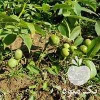 فروش نهال گردو ژنوتیپ با بهترین قیمت در هرمز در گروه خرید و فروش نهال گردو در یکمیوه