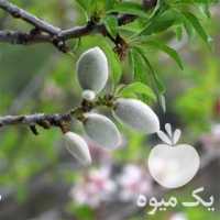 نهال بادام دیرگل پربار و پرفروش در گروه خرید و فروش نهال بادام در یکمیوه