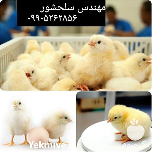 فروش جوجه مرغ گوشتی در آذربایجان شرقی در گروه مرغ و خروس و بوقلمون و اردک قو قاز در یکمیوه -عکس1