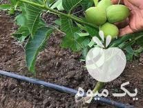 فروش نهال اصلاح شده گردو در همدان در گروه خرید و فروش نهال اصلاح شده در یکمیوه -عکس1