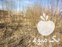 قیمت خرید نهال گردو خوشه ای در گروه خرید و فروش نهال گردو در یکمیوه -عکس1