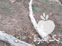 فروش چوب گردو در اسلامشهر در گروه خرید و فروش انواع چوب در یکمیوه -عکس1