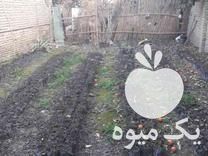 قیمت خرید نهال گردو در گروه خرید و فروش نهال گردو در یکمیوه -عکس1